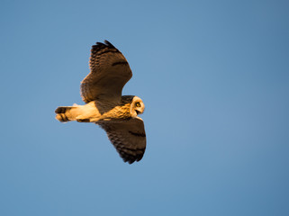 Short Eared Owl