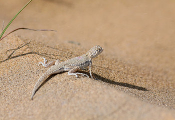 Toad agama in Kyzyl Kum desert, Uzbekistan