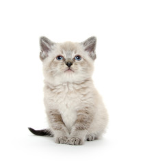Cute kitten on white