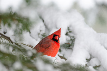 Northern cardinal perched in a tree