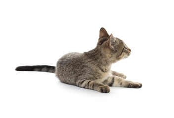 Obraz premium Cute tabby kitten
