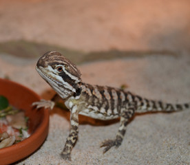Pogona Henrylawsoni Fütterung