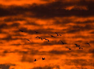 Canada geese