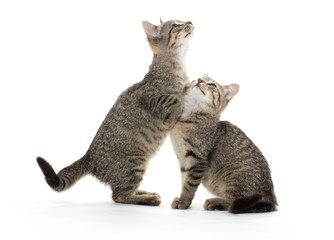 Fototapeta premium two tabby kittens