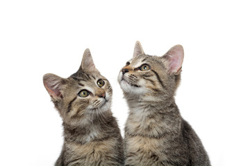 Fototapeta premium two tabby kittens