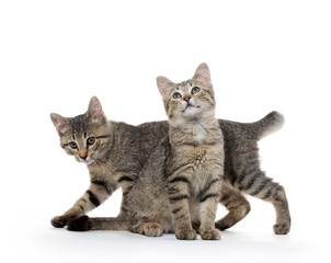 Fototapeta na wymiar two tabby kittens