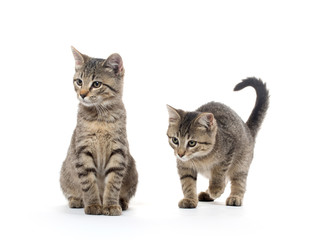 Fototapeta na wymiar two tabby kittens