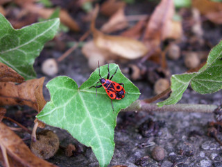 Firebug on ivy leaf