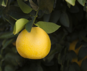 ripe grapefruit