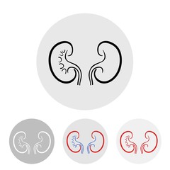 human kidneys on a light background.