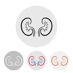 human kidneys on a light background.