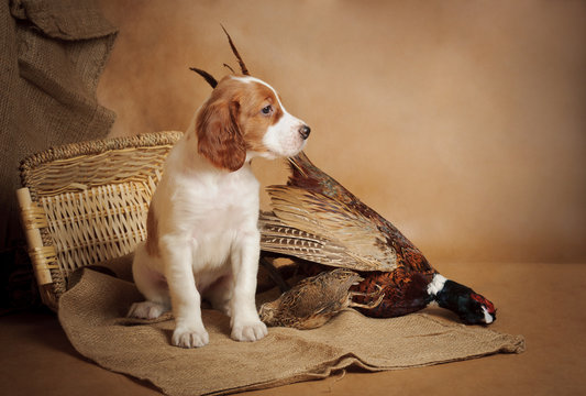 Puppy and pheasant
