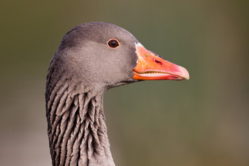 Graugans Portrait