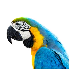 Papier Peint photo Perroquet ara macaw parrot