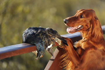 Gun dog near to trophies, horizontal, outdoors