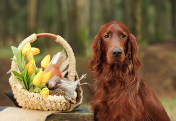 Gun dog near to trophies, horizontal, outdoors