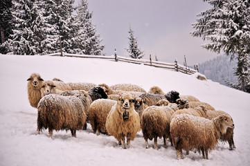 Herd with Romanian sheep in a winter landscape