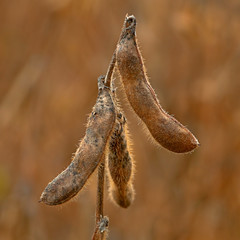 Soybean plant