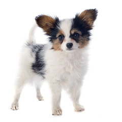 papillon puppy © cynoclub
