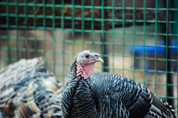 young turkeys on a farm