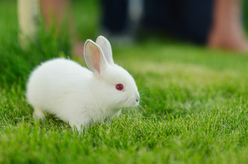 Funny baby white rabbit in grass