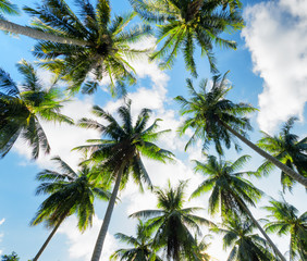 Obraz na płótnie Canvas Palm trees against blue sky