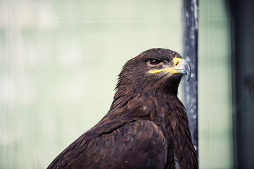 portrait young eagle