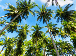 Fototapeta premium Palm trees against blue sky