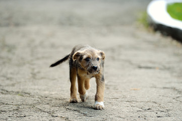 puppy