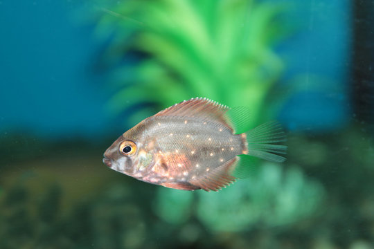 Uaru (Triangle cichlid) aquarium fish