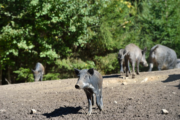 Wild boar in forest