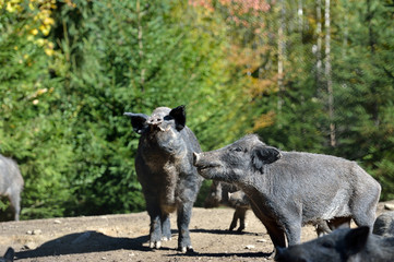 Wild boar in forest