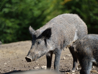 Naklejka na ściany i meble Wild boar in forest