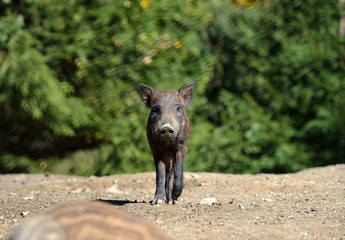 Wild boar in forest
