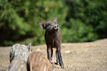 Fototapeta premium Wild boar in forest