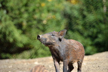 Wild boar in forest