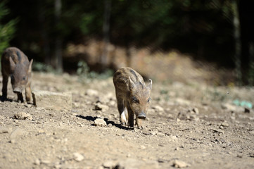 Wild boar in forest