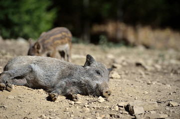 Wild boar in forest