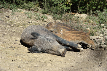 Wild boar in forest