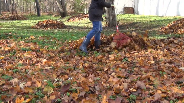 yard covered with dry leaves. Gardener raking leaves into pile