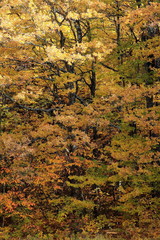 autunno in foresta foglie gialle