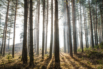 Sunlight through the trees