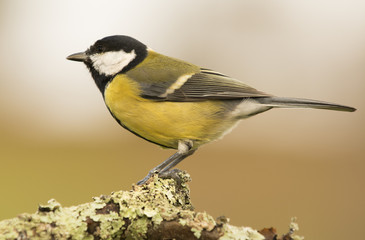 Fototapeta premium Ornitología