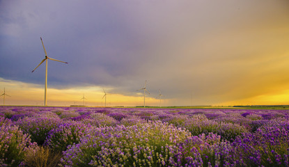 Sunset over lavender field with wind turbine