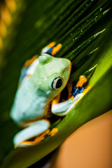 Natural exotic frog