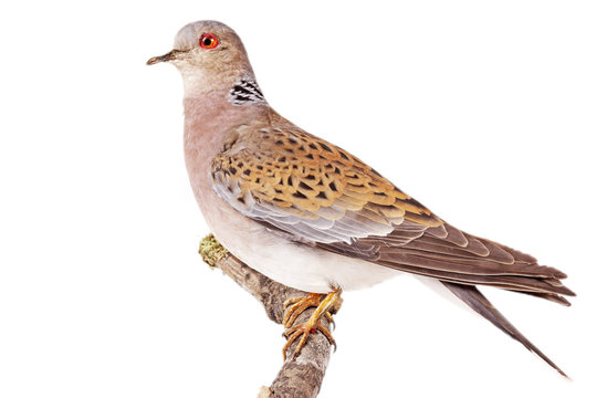 Turteltaube (Streptopelia turtur)