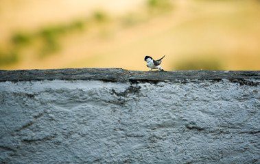Whitewashed wall swallow