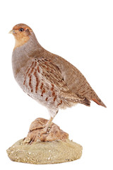 Rebhuhn (perdix perdix)