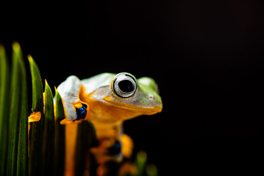 Colorful jungle theme with frog, vivid colors