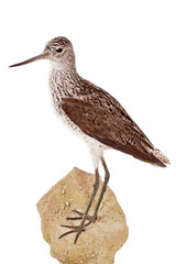 Grünschenkel (Tringa nebularia)